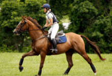 How can I train my horse for cross-country riding?
