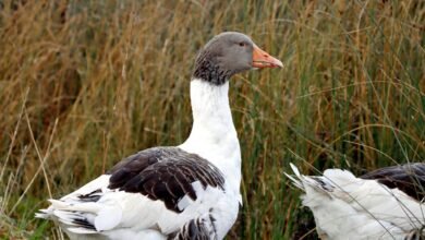 therapeutic services and profiles