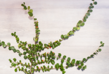 How to Choose the Best Decorative Smilax for Sale