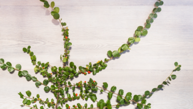 How to Choose the Best Decorative Smilax for Sale