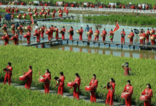 The Fertile Land of Henan: China’s Agricultural and Cultural Heartland