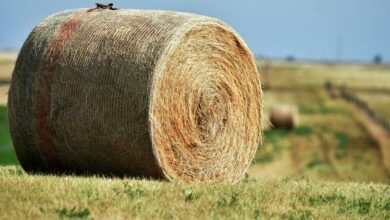 horizon core expansion node